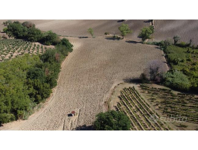 Anteprima foto 6 - Terreno Agricolo/Coltura in Vendita a Camerano (Ancona)