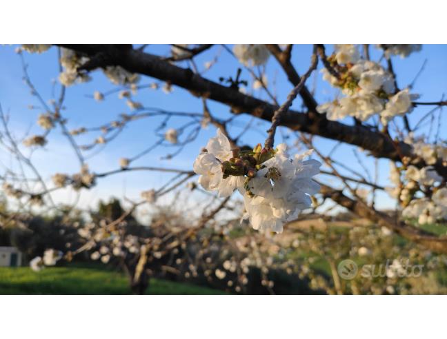 Anteprima foto 7 - Terreno Agricolo/Coltura in Vendita a Camerano (Ancona)