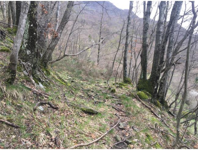 Anteprima foto 3 - Terreno Agricolo/Coltura in Vendita a Camugnano - Stagno