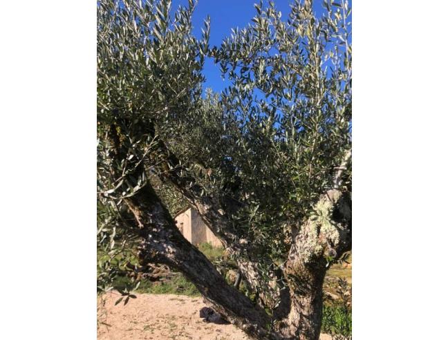Anteprima foto 2 - Terreno Agricolo/Coltura in Vendita a Casale Marittimo (Pisa)