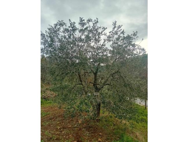 Anteprima foto 3 - Terreno Agricolo/Coltura in Vendita a Casale Marittimo (Pisa)