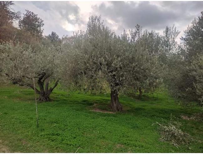 Anteprima foto 4 - Terreno Agricolo/Coltura in Vendita a Casale Marittimo (Pisa)