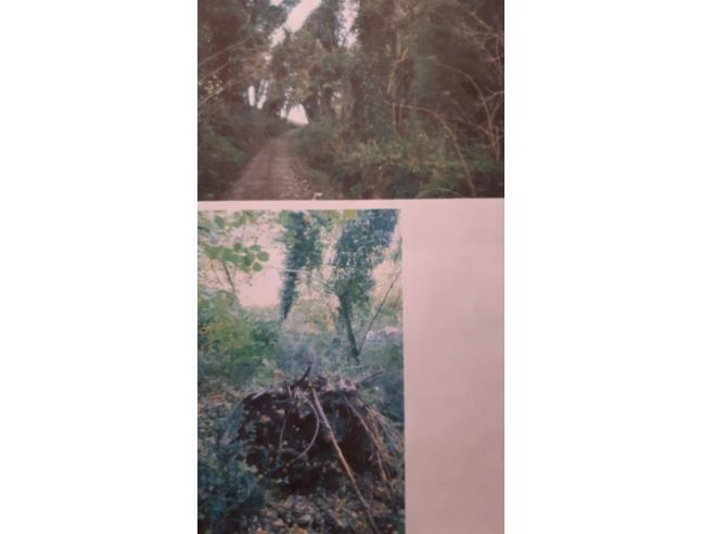 Anteprima foto 6 - Terreno Agricolo/Coltura in Vendita a Casciana Terme Lari (Pisa)