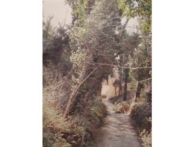 Anteprima foto 7 - Terreno Agricolo/Coltura in Vendita a Casciana Terme Lari (Pisa)