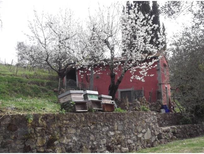 Anteprima foto 1 - Terreno Agricolo/Coltura in Vendita a Castel del Piano - Montegiovi