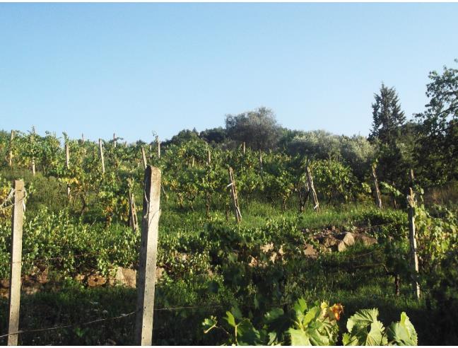 Anteprima foto 2 - Terreno Agricolo/Coltura in Vendita a Castel del Piano - Montegiovi