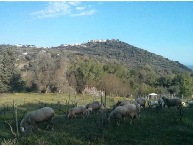 Anteprima foto 3 - Terreno Agricolo/Coltura in Vendita a Castel del Piano - Montegiovi
