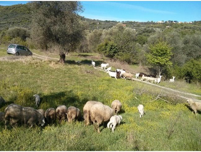 Anteprima foto 5 - Terreno Agricolo/Coltura in Vendita a Castel del Piano - Montegiovi