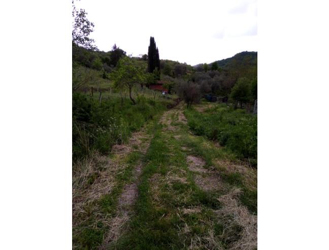 Anteprima foto 8 - Terreno Agricolo/Coltura in Vendita a Castel del Piano - Montegiovi