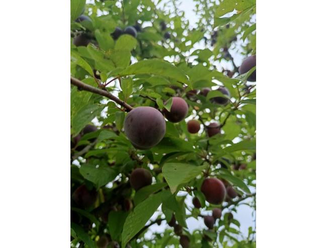 Anteprima foto 2 - Terreno Agricolo/Coltura in Vendita a Castel Madama (Roma)