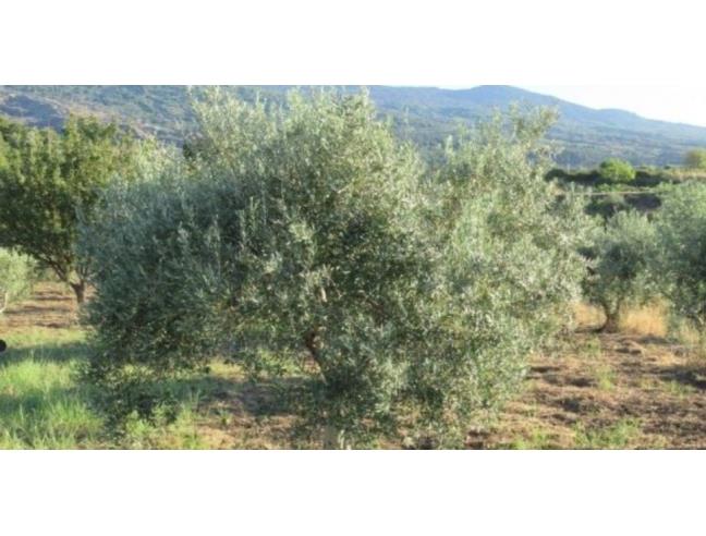 Anteprima foto 1 - Terreno Agricolo/Coltura in Vendita a Castellana Sicula (Palermo)