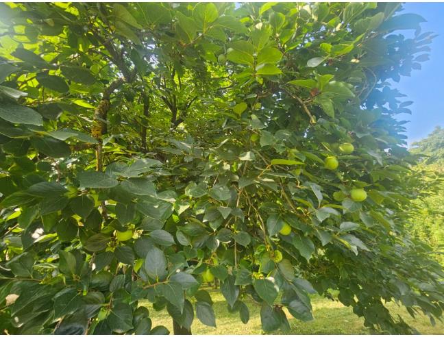 Anteprima foto 8 - Terreno Agricolo/Coltura in Vendita a Castelnuovo Don Bosco (Asti)
