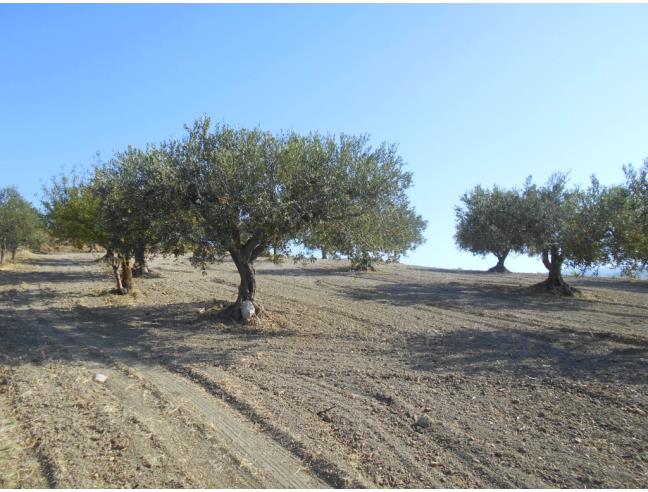 Anteprima foto 1 - Terreno Agricolo/Coltura in Vendita a Castelvetrano (Trapani)