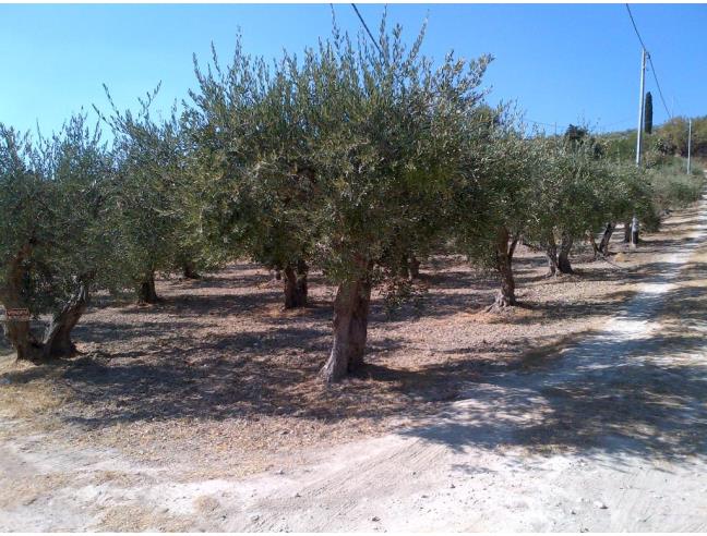 Anteprima foto 2 - Terreno Agricolo/Coltura in Vendita a Castelvetrano (Trapani)