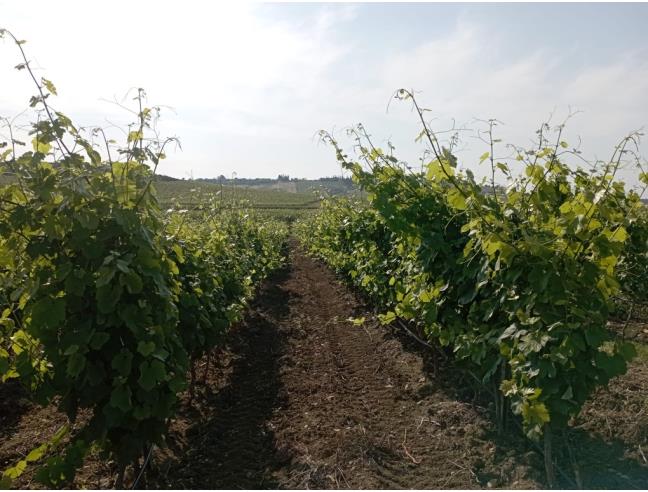 Anteprima foto 3 - Terreno Agricolo/Coltura in Vendita a Castelvetrano (Trapani)