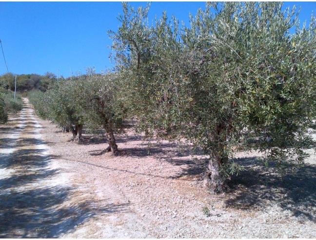 Anteprima foto 3 - Terreno Agricolo/Coltura in Vendita a Castelvetrano (Trapani)