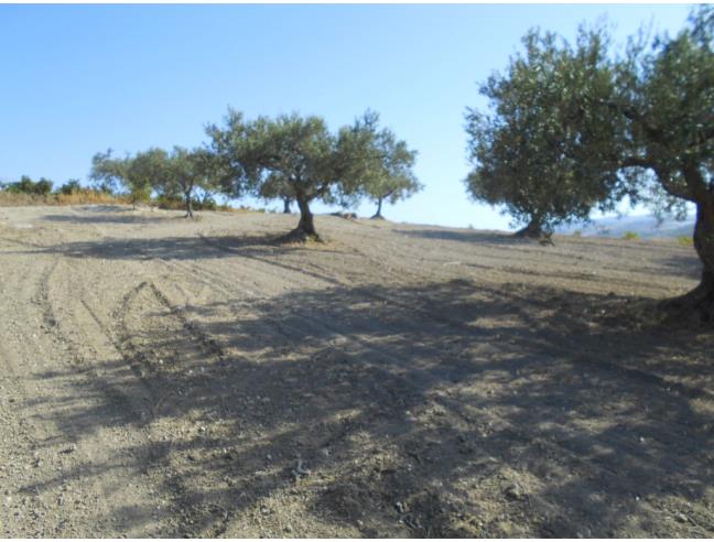 Anteprima foto 3 - Terreno Agricolo/Coltura in Vendita a Castelvetrano (Trapani)