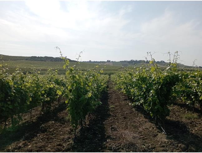 Anteprima foto 4 - Terreno Agricolo/Coltura in Vendita a Castelvetrano (Trapani)