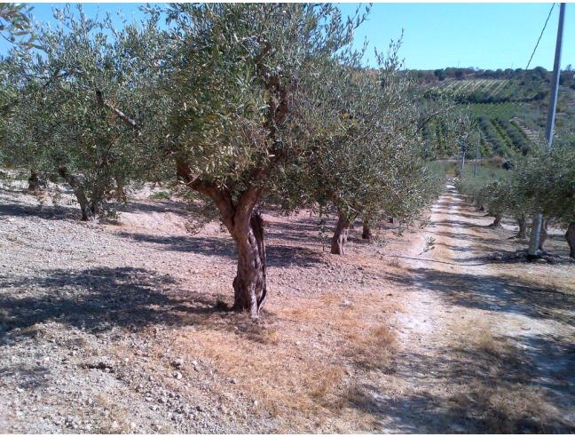 Anteprima foto 4 - Terreno Agricolo/Coltura in Vendita a Castelvetrano (Trapani)