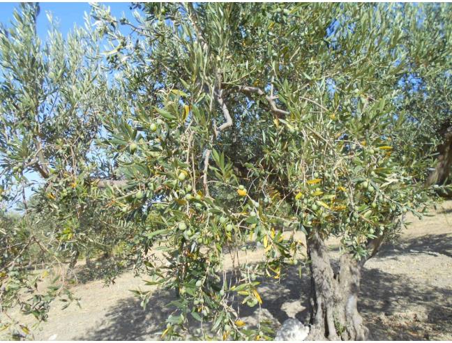 Anteprima foto 4 - Terreno Agricolo/Coltura in Vendita a Castelvetrano (Trapani)