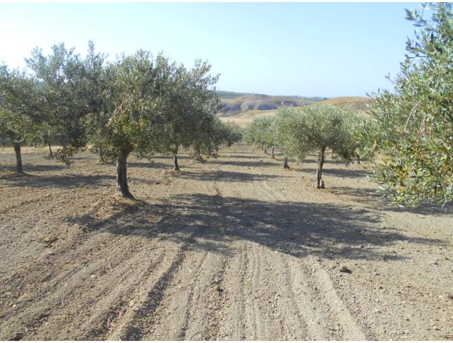Anteprima foto 5 - Terreno Agricolo/Coltura in Vendita a Castelvetrano (Trapani)