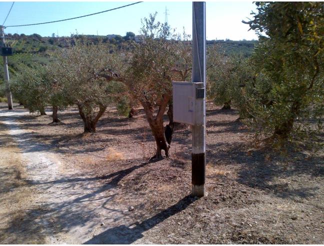 Anteprima foto 5 - Terreno Agricolo/Coltura in Vendita a Castelvetrano (Trapani)