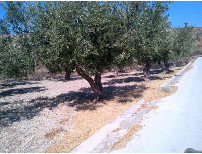 Anteprima foto 6 - Terreno Agricolo/Coltura in Vendita a Castelvetrano (Trapani)
