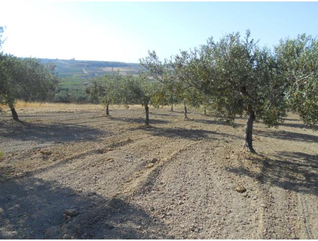 Anteprima foto 6 - Terreno Agricolo/Coltura in Vendita a Castelvetrano (Trapani)