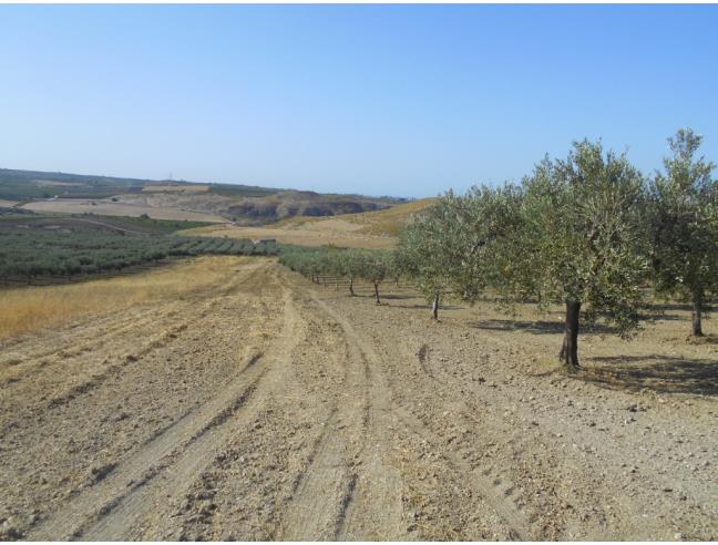 Anteprima foto 7 - Terreno Agricolo/Coltura in Vendita a Castelvetrano (Trapani)
