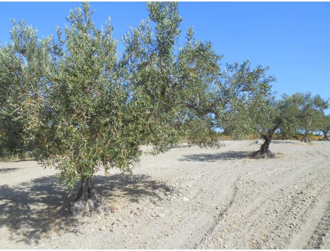 Anteprima foto 8 - Terreno Agricolo/Coltura in Vendita a Castelvetrano (Trapani)