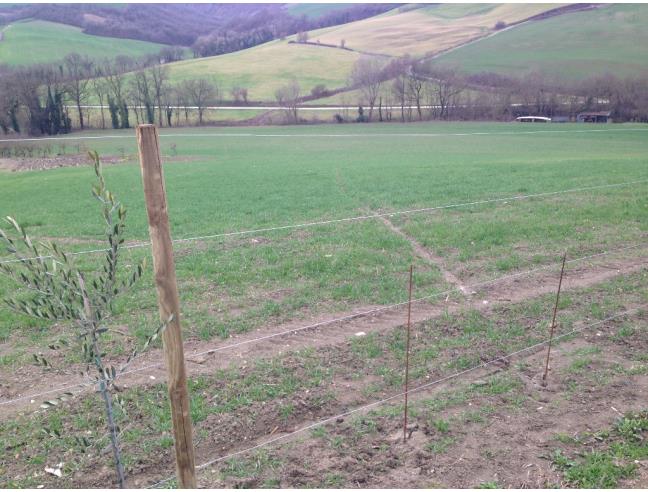 Anteprima foto 4 - Terreno Agricolo/Coltura in Vendita a Cesena - Tessello