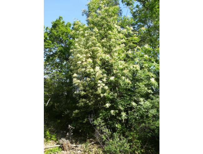 Anteprima foto 3 - Terreno Agricolo/Coltura in Vendita a Chianni - Rivalto