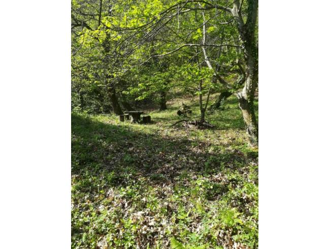 Anteprima foto 6 - Terreno Agricolo/Coltura in Vendita a Chianni - Rivalto