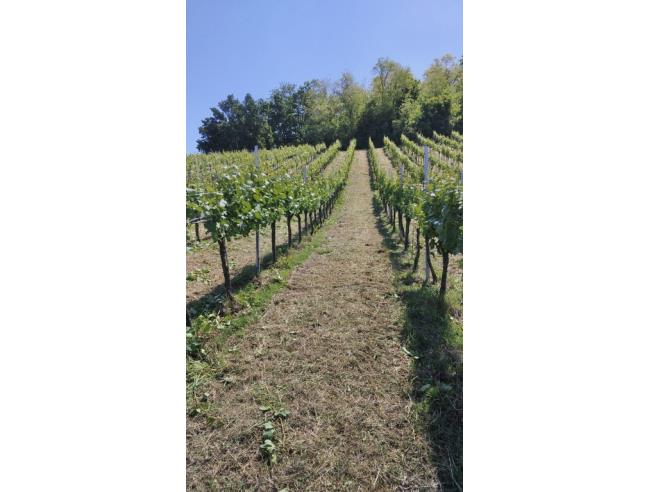 Anteprima foto 1 - Terreno Agricolo/Coltura in Vendita a Cigognola (Pavia)