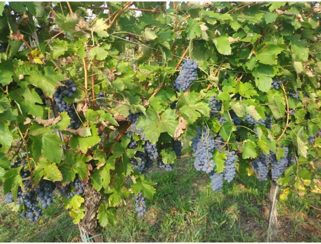 Anteprima foto 3 - Terreno Agricolo/Coltura in Vendita a Cigognola (Pavia)