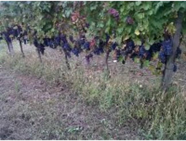 Anteprima foto 4 - Terreno Agricolo/Coltura in Vendita a Cigognola (Pavia)