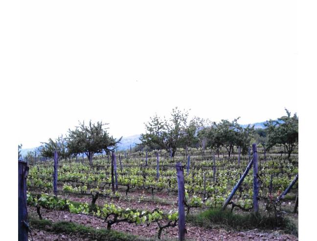 Anteprima foto 3 - Terreno Agricolo/Coltura in Vendita a Cinigiano (Grosseto)