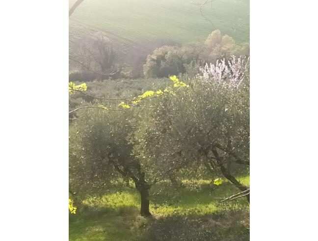 Anteprima foto 1 - Terreno Agricolo/Coltura in Vendita a Civitanova Marche - Civitanova Alta