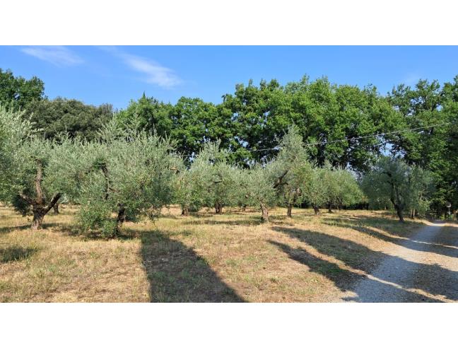 Anteprima foto 2 - Terreno Agricolo/Coltura in Vendita a Colle di Val d'Elsa (Siena)