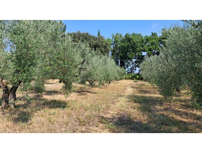Anteprima foto 3 - Terreno Agricolo/Coltura in Vendita a Colle di Val d'Elsa (Siena)