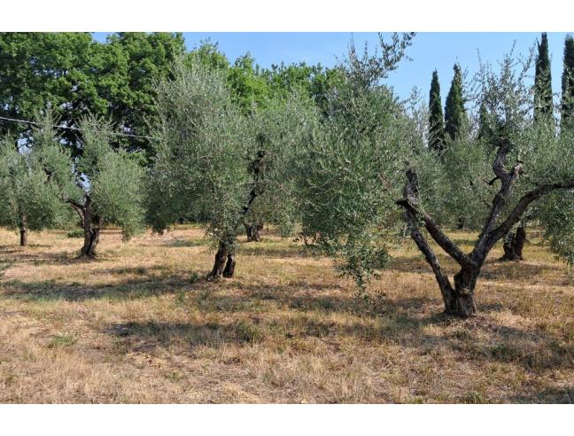 Anteprima foto 4 - Terreno Agricolo/Coltura in Vendita a Colle di Val d'Elsa (Siena)