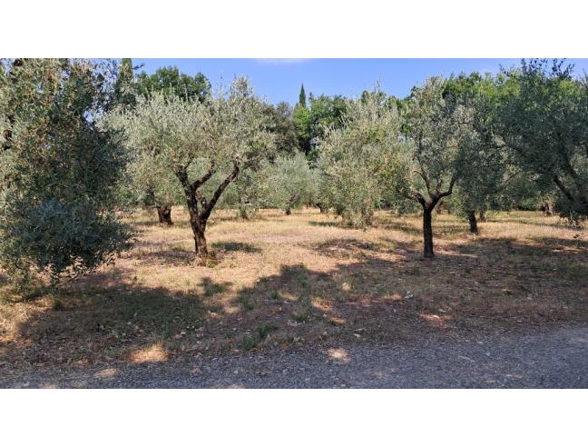 Anteprima foto 5 - Terreno Agricolo/Coltura in Vendita a Colle di Val d'Elsa (Siena)