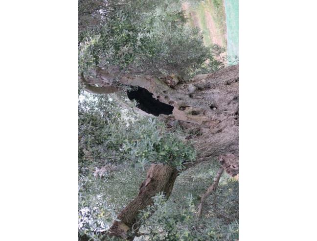 Anteprima foto 2 - Terreno Agricolo/Coltura in Vendita a Corigliano-Rossano (Cosenza)