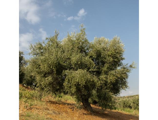 Anteprima foto 3 - Terreno Agricolo/Coltura in Vendita a Corigliano-Rossano (Cosenza)