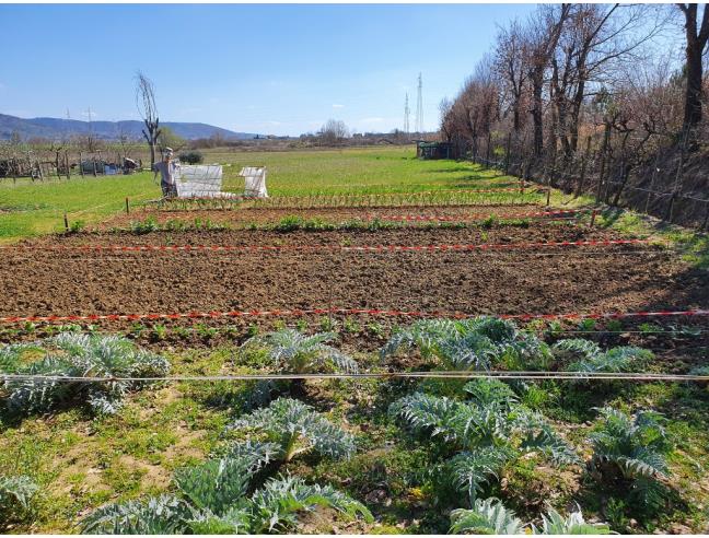 Anteprima foto 3 - Terreno Agricolo/Coltura in Vendita a Cortona - San Lorenzo