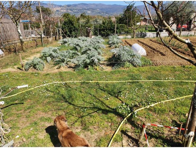 Anteprima foto 4 - Terreno Agricolo/Coltura in Vendita a Cortona - San Lorenzo