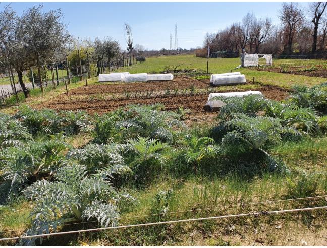 Anteprima foto 5 - Terreno Agricolo/Coltura in Vendita a Cortona - San Lorenzo