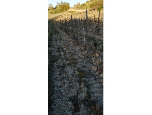 Anteprima foto 3 - Terreno Agricolo/Coltura in Vendita a Costigliole d'Asti (Asti)