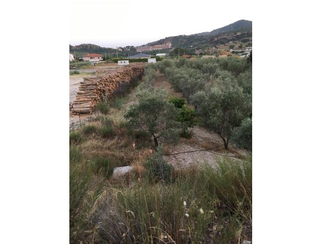 Anteprima foto 1 - Terreno Agricolo/Coltura in Vendita a Davoli - Davoli Marina