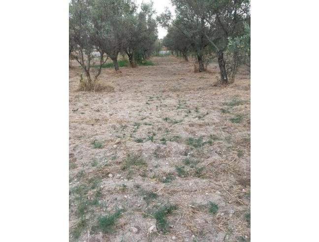 Anteprima foto 3 - Terreno Agricolo/Coltura in Vendita a Davoli - Davoli Marina